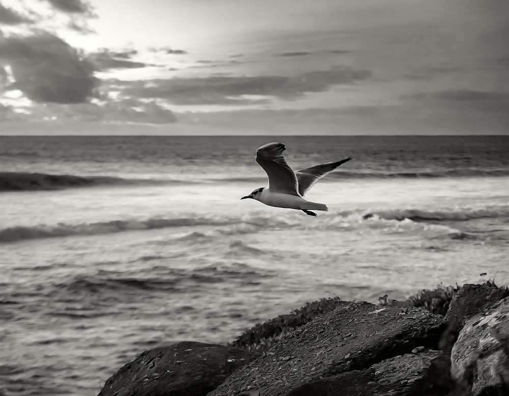Late afternoon, a lone seagull flying over the ocean